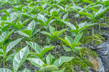Coffee plants growing in a greenhouse. Technology in Colombia for coffee production. Texture background