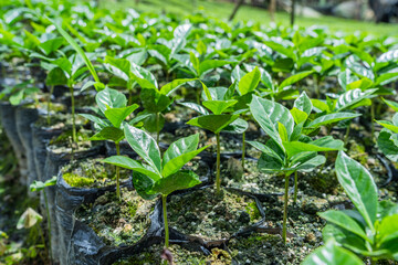 Coffee plants growing in a greenhouse. Technology in Colombia for coffee production. Texture background