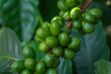 Close-up of coffee plants with growing fruit.