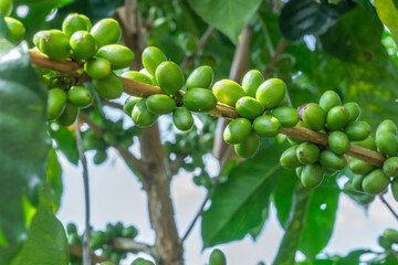 Close-up of coffee plants with growing fruit.