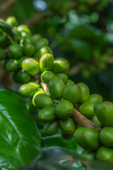 Close-up of coffee plants with growing fruit.