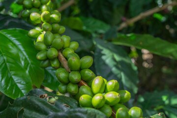 Close-up of coffee plants with growing fruit.