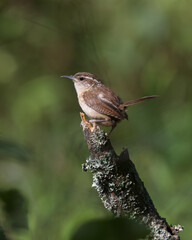 Carolina Wren