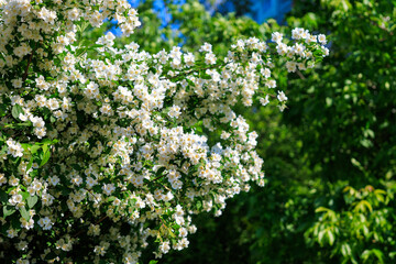 Blooming jasmine flowers on lush green bushes in sunlit garden setting