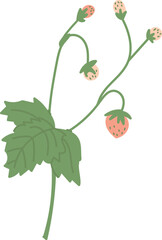 Strawberry Plant with Leaves