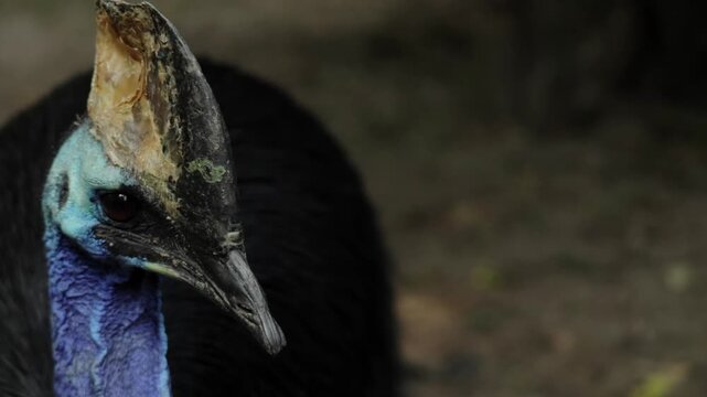 Close-up portrait of a cassowary with its distinctive helmet-like casque, vibrant feathers, and sharp eyes, captured in natural light, highlighting the exotic and powerful presence of this tropical