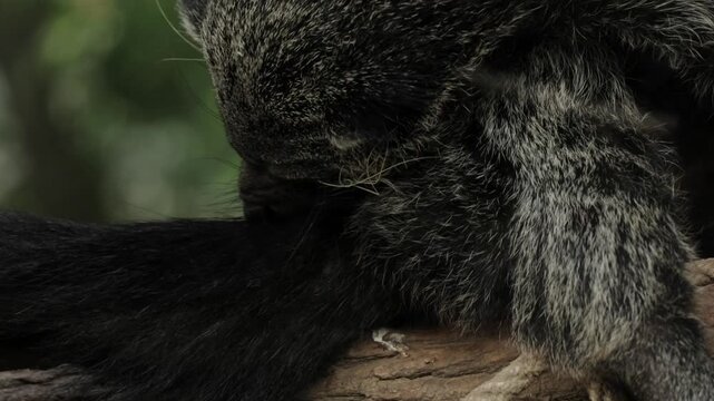Close-up footage of a binturong, or cat bear, grooming its fur in a wildlife sanctuary, showing detailed texture, whiskers, and expressive eyes, captured in natural light, highlighting this unique and