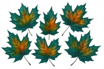 Teal and orange maple leaves transitioning, symbolizing seasonal color shift against transparent backdrop