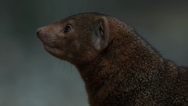 Close-up portrait of a small mongoose in a wildlife sanctuary, showing detailed fur, bright eyes, and alert expression, captured in natural light, highlighting its curious and lively personality.