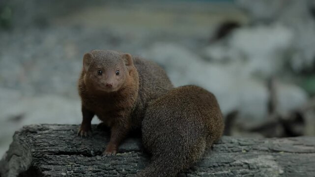 Close-up of a small mongoose sitting on rocks with other mongooses in a wildlife sanctuary, showing detailed fur, bright eyes, and alert expressions, captured in natural light, highlighting social and