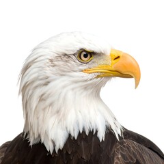 Obraz premium Close up portrait of a majestic bald eagle with piercing eyes and a sharp beak against a clean white background.