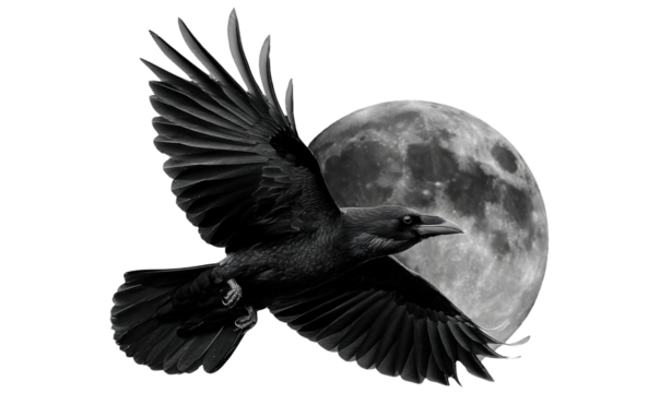 Raven in flight near a full moon