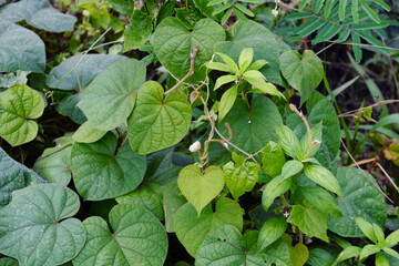 Top view of green plant as background