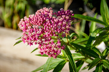 Fototapeta premium A close-up of vibrant pink Swamp Milkweed (Asclepias incarnata) blossoms, a native plant in Waukesha County, Wisconsin.