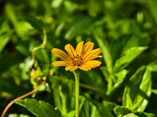 wedelia flowers bloom in the morning	