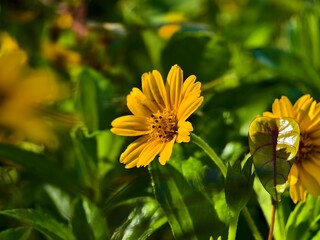 wedelia flowers bloom in the morning