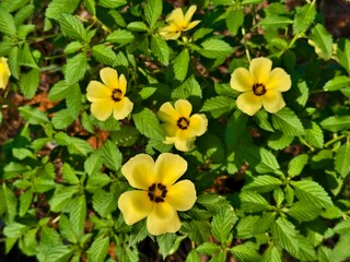 damiana flower in the morning	