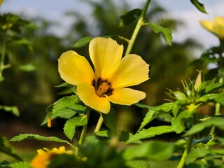 damiana flower in the morning