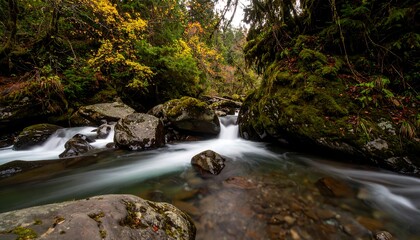 Obraz premium Serene Forest River with Smooth Water Flow and Mossy Rocks.