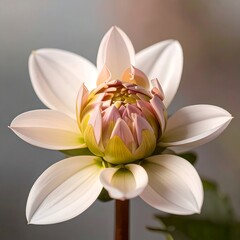 Close-up of a delicate, budding dahlia with soft, pale pink and white petals, showcasing intricate details of the flower's center.