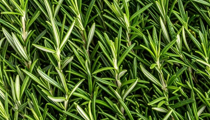 Close-up view of a dense cluster of rosemary sprigs, showcasing vibrant green leaves with white highlights.