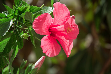 Close up of a beautiful Hibiscus rosa-sinensis or Chinese hibiscus flower. Middle of blossom on green background in tropical botanical garden. 