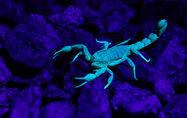 UV Scorpion 