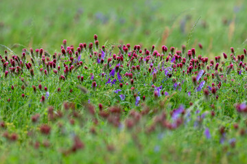 wild flower in spring time Texas and Louisiana