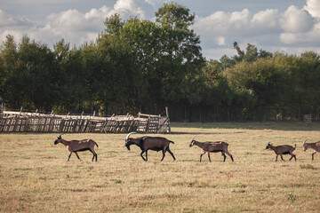 A line of goats moves across a sunlit pasture in Zasavica, Vojvodina. Horned animals walk toward fencing under broken clouds, showing daily herding and small-scale livestock farming in Serbia.