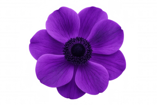 Studio shot of a single, fully bloomed purple anemone flower with a dark center, isolated on a transparent background