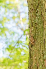 夏の森　木にとまるアブラゼミ03