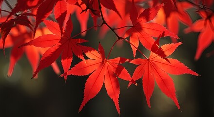 Glowing red maple leaves in a sunlit forest.