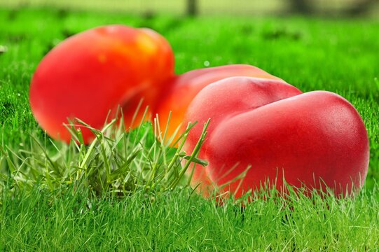 Cute fresh ripe peach fruits