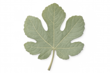 Palmately lobed leaf of ficus carica, the common fig, isolated on transparent background, showing its intricate venation