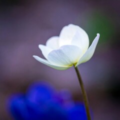 Fototapeta premium Delicate White Anemone Flower Blooms in Soft Focus with Blue Background.