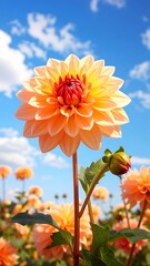 A vibrant peach-toned dahlia blooms beautifully against a backdrop of a clear summer sky dotted with fluffy white clouds.