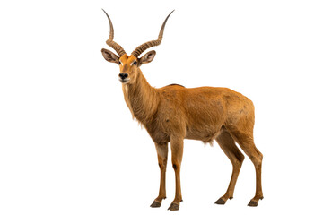 Fototapeta premium Mounted Antelope on Transparent Background - Studio Profile