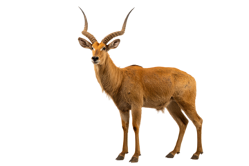 Mounted Antelope on Transparent Background - Studio Profile