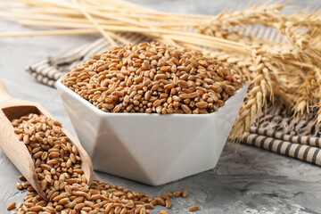 Wheat grains in bowl, scoop and spikelets on grey table, closeup