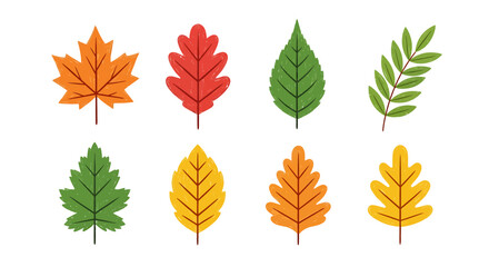 Collection of colorful autumn leaves including maple, oak, and other tree leaves.