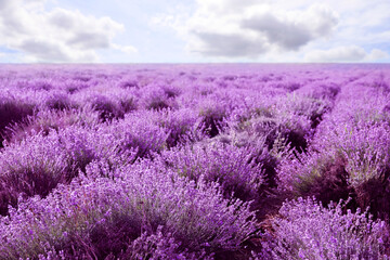 Obraz premium Lavender field with blooming flowers under beautiful sky