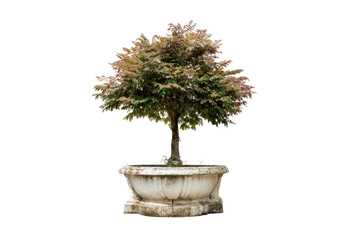 Naklejka premium Potted Ornamental Tree in Stone Planter on Transparent Background
