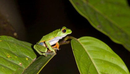 Obraz premium Small, vibrant green frog on leaves