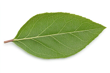 Obraz premium Close up of a vibrant green leaf isolated on white, revealing delicate veins, smooth texture, and a clean edge. Ideal for nature, biology, and greenery visuals.