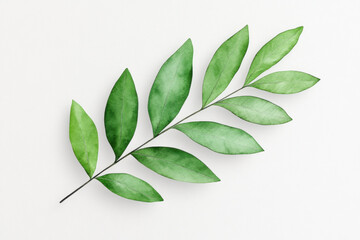 Obraz premium Delicate watercolor leaf branch in soft greens on a crisp white background, showcasing natural texture, subtle shading, and organic elegance for botanical design, branding, and minimalist