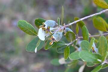 Feijoa blooms beautifully in the summer and produces fragrant, sweet-and-sour fruit in the fall.
Myrtaceae family evergreen tropical fruit tree.