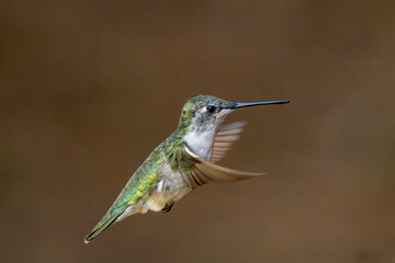 hummingbird in flight
