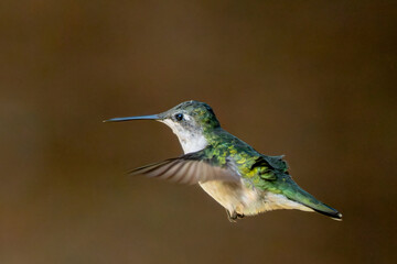 Isolated hummingbird in flight