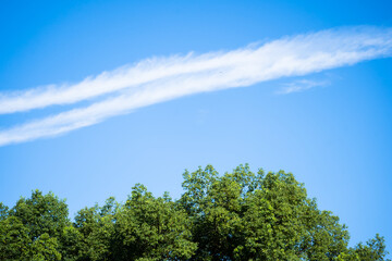 Lush green trees under a bright blue sky with a streak of white cloud, capturing a serene natural scene.