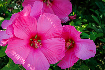 XXL pink Hibiscus moscheutos flowers in full bloom with green leaves in summer garden © Fleuronica
